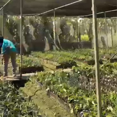 Vanili Beans Farm